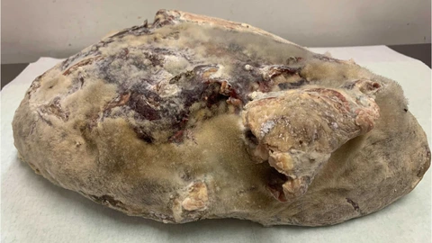 detail_16668_16185426199153_480x480.png?v=1672970309