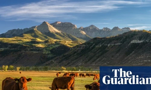 ?src=%22https%3A%2F%2Fi.guim.co.uk%2Fimg%2Fmedia%2F975c14379a5143424344539580690d6ae23c1d7b%2F1270_0_4734_3787%2Fmaster%2F4734.jpg%3Fwidth%3D1200%26height%3D630%26quality%3D85%26auto%3Dformat%26fit%3Dcrop%26precrop%3D40%3A21%2Coffset-x50%2Coffset-y0%26overlay-align%3Dbottom%252Cleft%26overlay-width%3D100p%26overlay-base64%3DL2ltZy9zdGF0aWMvb3ZlcmxheXMvdGctZGVmYXVsdC5wbmc%26enable%3Dupscale%26s%3D83f584c8331c9edccd8a32d8a0941024%22&type=ff500_300