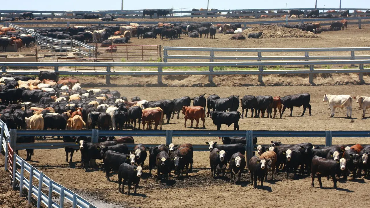 Cattle_in_Nebraska_feedlot_-Getty_Images.jpg?width=1280&auto=webp&quality=80&format=jpg&disable=upscale