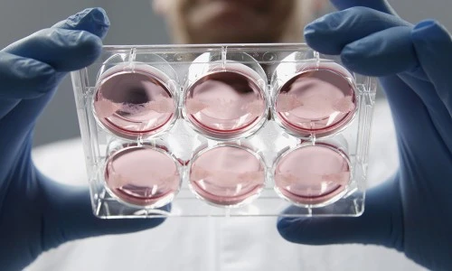 ?src=%22https%3A%2F%2Fc02.purpledshub.com%2Fuploads%2Fsites%2F41%2F2022%2F06%2FMeat-growing-in-petri-dish-fe8acfe.jpg%22&type=ff500_300