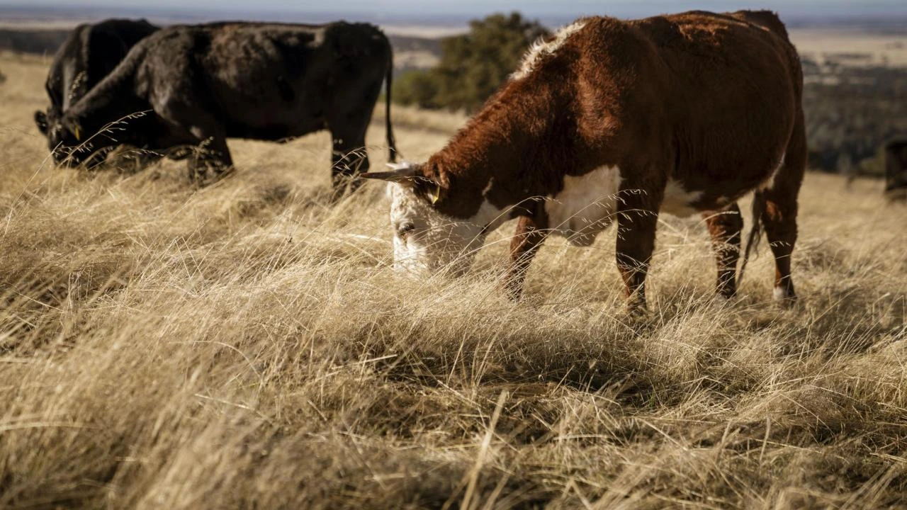 img.jpg?credential=yqXZFxpELC7KVnFOS48ylbz2pIh7yKj8&expires=1753973999&allow_ip=&allow_referer=&signature=JEIwR%2FmHcFQX8ufNj%2FWKGHQbJfQ%3D