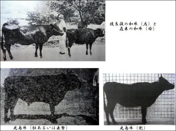 %EC%9D%BC%EB%B3%B8%EC%86%8C.png?type=w773