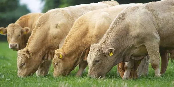 UJGON4FS4JPWFOT3P53G6LB5I4.jpg?type=w1