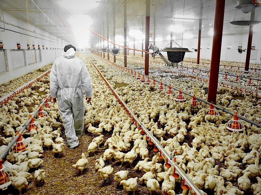 factory-farming-dreamstime.jpeg