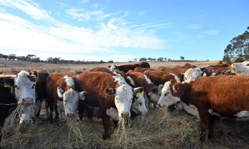 ?src=%22https%3A%2F%2Fmichaelwest.com.au%2Fwp-content%2Fuploads%2F2025%2F07%2Ffb58ae53-464c-4dec-81fc-c4e4eb988578.jpg%22&type=ff500_300