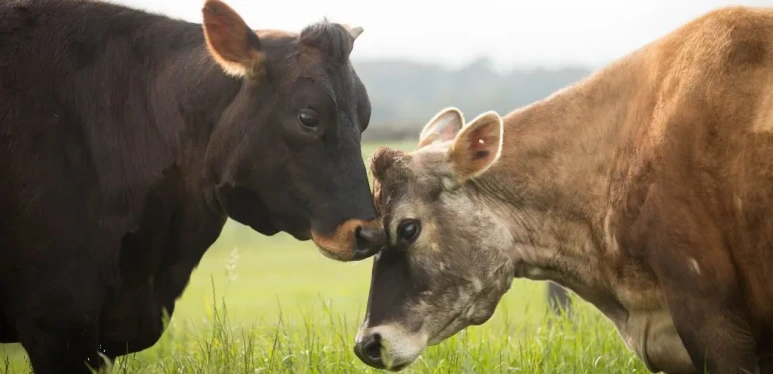 Capture_20250419203952.png?type=w773