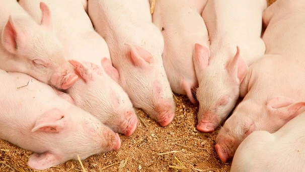 schwein-hausschwein-landwirtschaft100~_v-img__16__9__l_-1dc0e8f74459dd04c91a0d45af4972b9069f1135.jpg?version=d917d