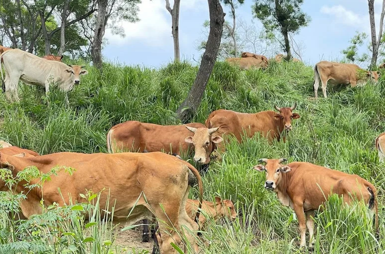 img_(19).jpg?type=w773