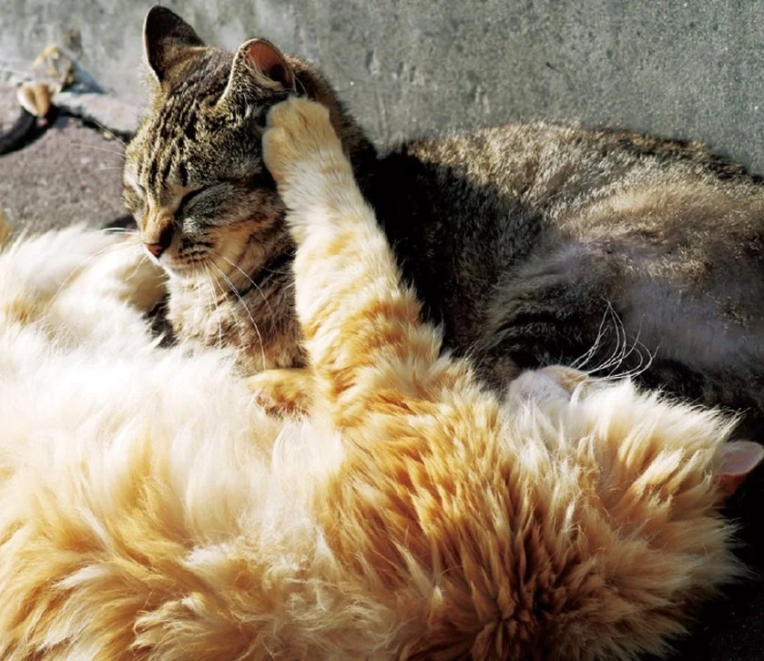 KakaoTalk_20160824_150721131.jpg?type=w1200