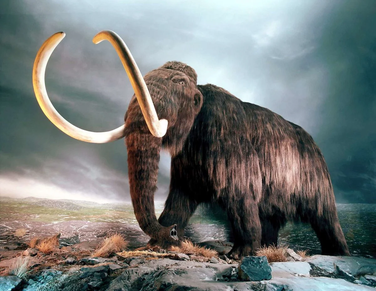 bcmammoth.jpg?type=w1200