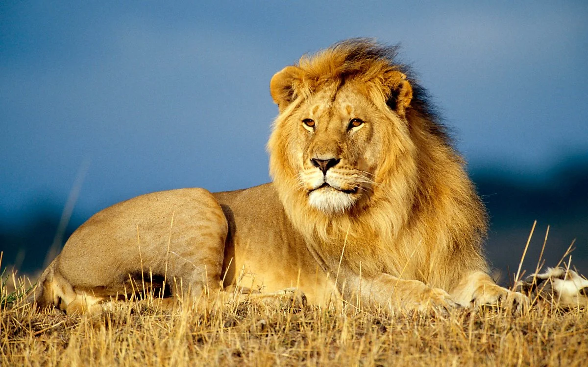 african-lion-wallpapers-hd.jpg?type=w1200