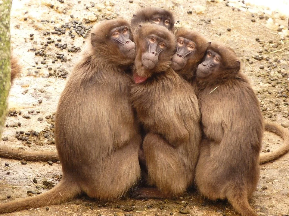 baboons-4371_960_720.jpg?type=w1200
