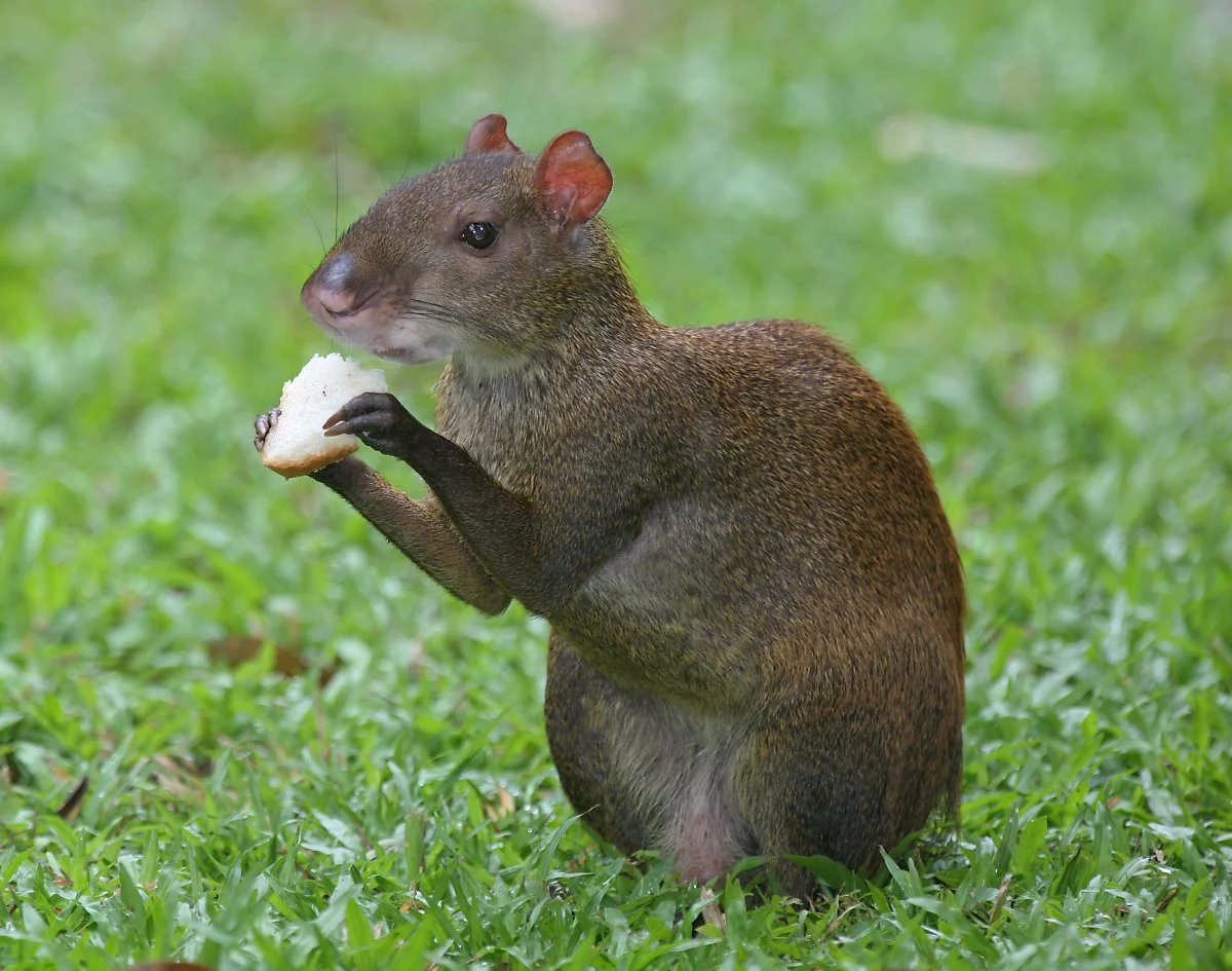 Central_American_Agouti_bp.jpg?type=w1200