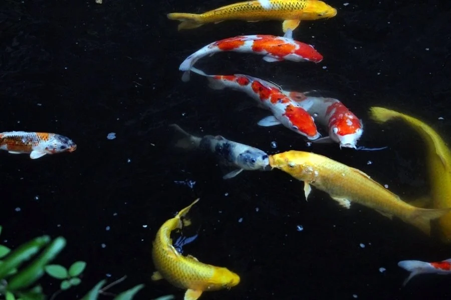 image_9960843211497686968608.jpg?type=w1200