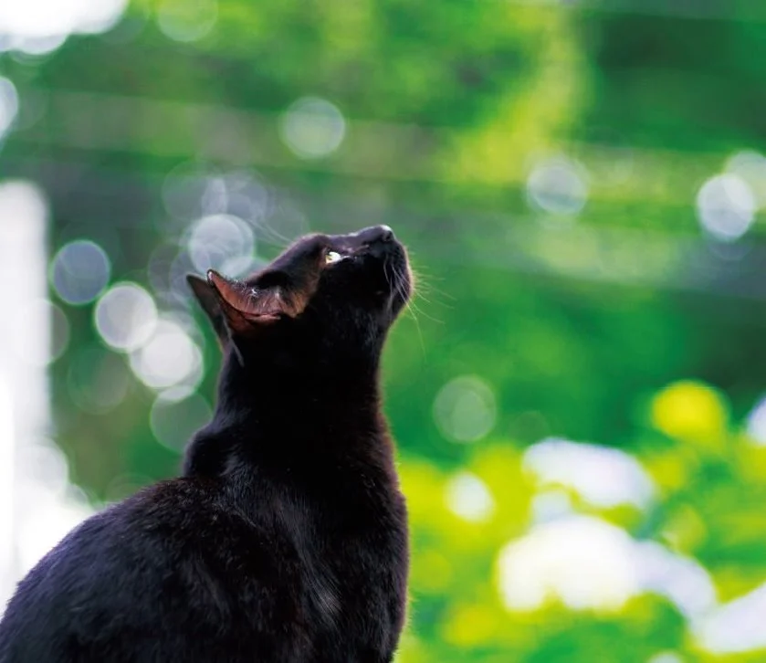 20160907%B0%ED%BE%E7%C0%CC.jpg?type=w1200