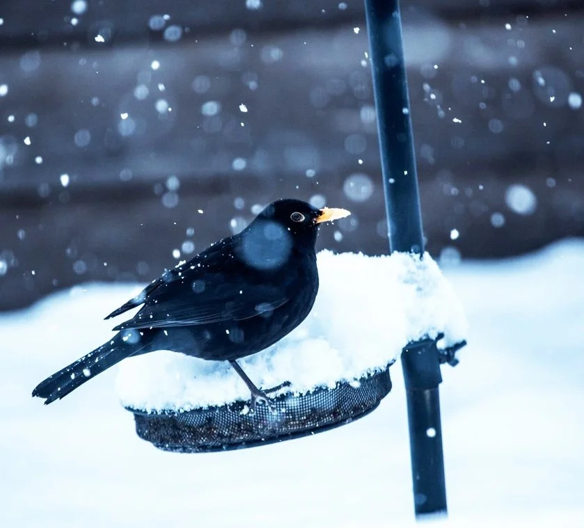 KakaoTalk_20161230_102924472.jpg?type=w1200