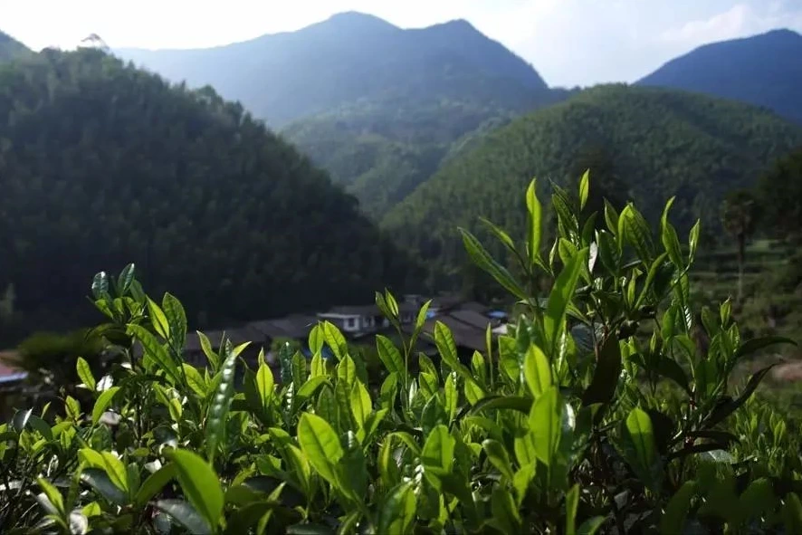 image_7013001061512608468977.png?type=w1200