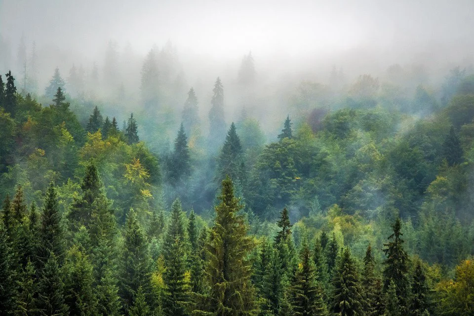 Nature-Landscape-Fog-Misty-Forest-Pine-975091.jpg?type=w1200