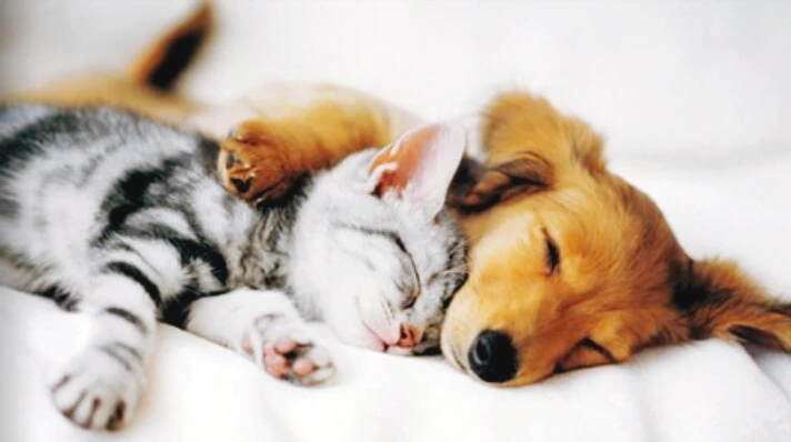 image_8725436601495624767915.png?type=w1200