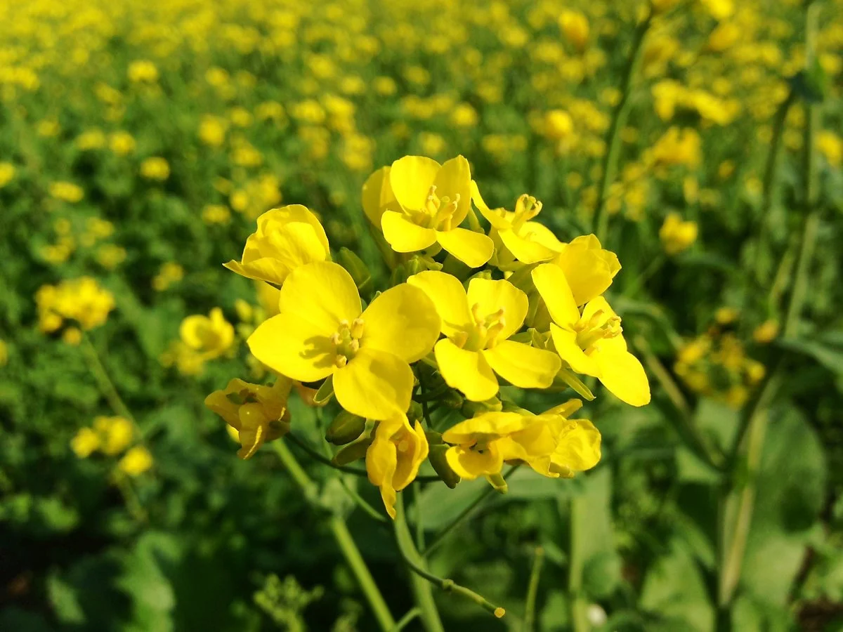Punjabi_Mustard_Flowers.JPG?type=w1200