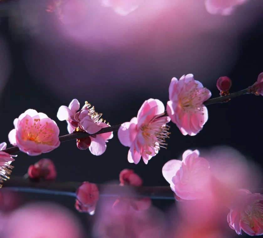 KakaoTalk_20161230_102928647.jpg?type=w1200