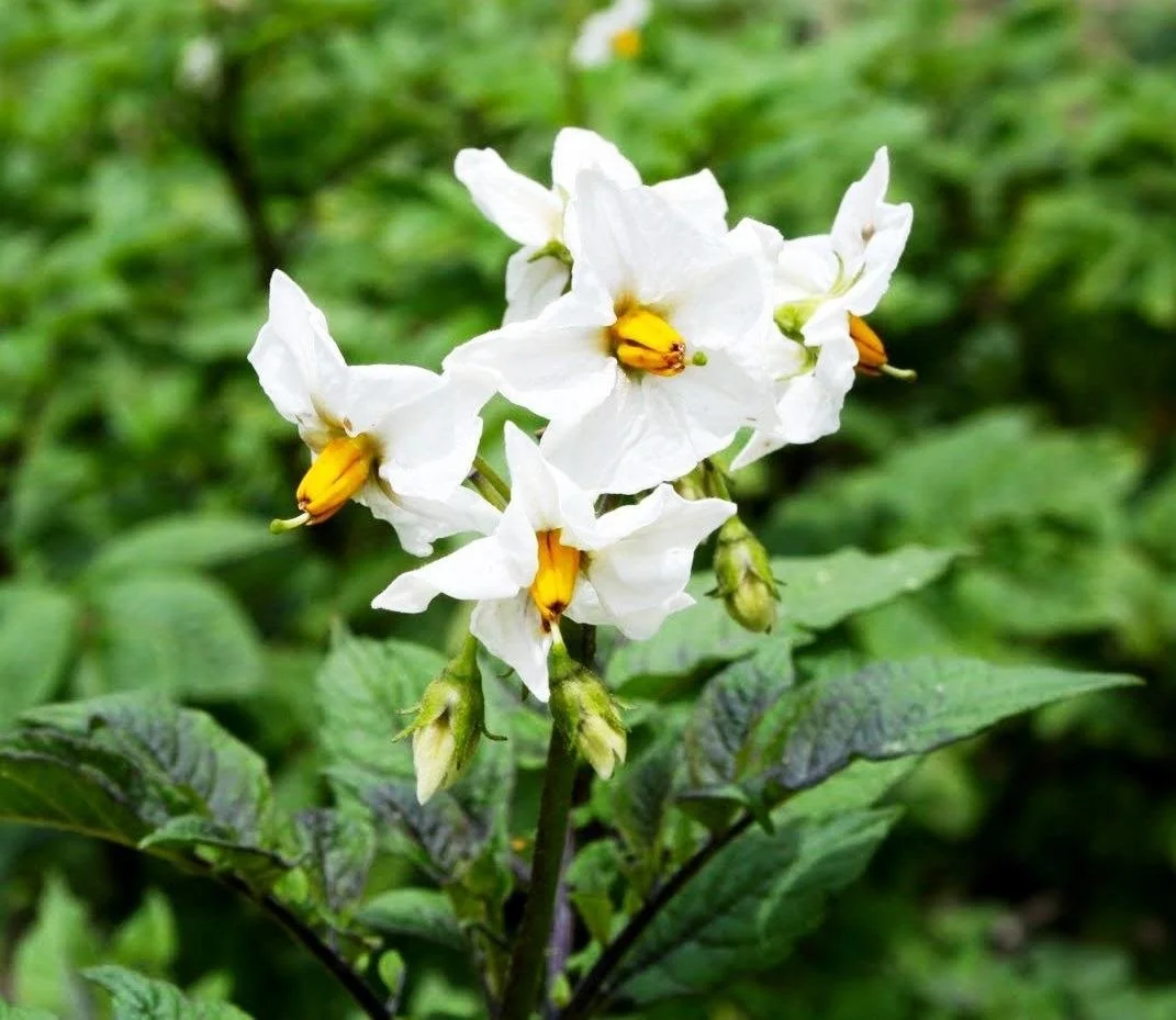 Potato-flower.jpg?type=w1200