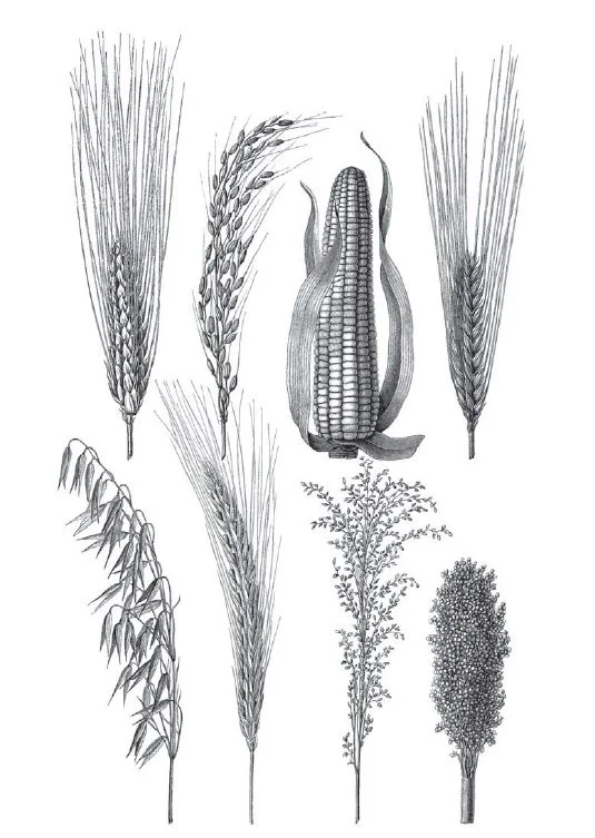 shdwkranf.jpg?type=w1200