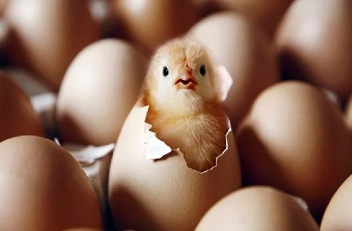 image_134963081525744762473.jpg?type=w1200