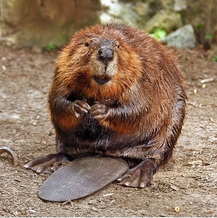 American_Beaver.jpg?type=w1200