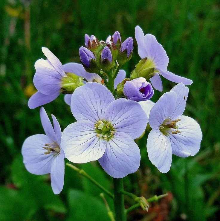 0824c77354b12f65f9d729717fa13b2c--married-men-smocks.jpg?type=w1200