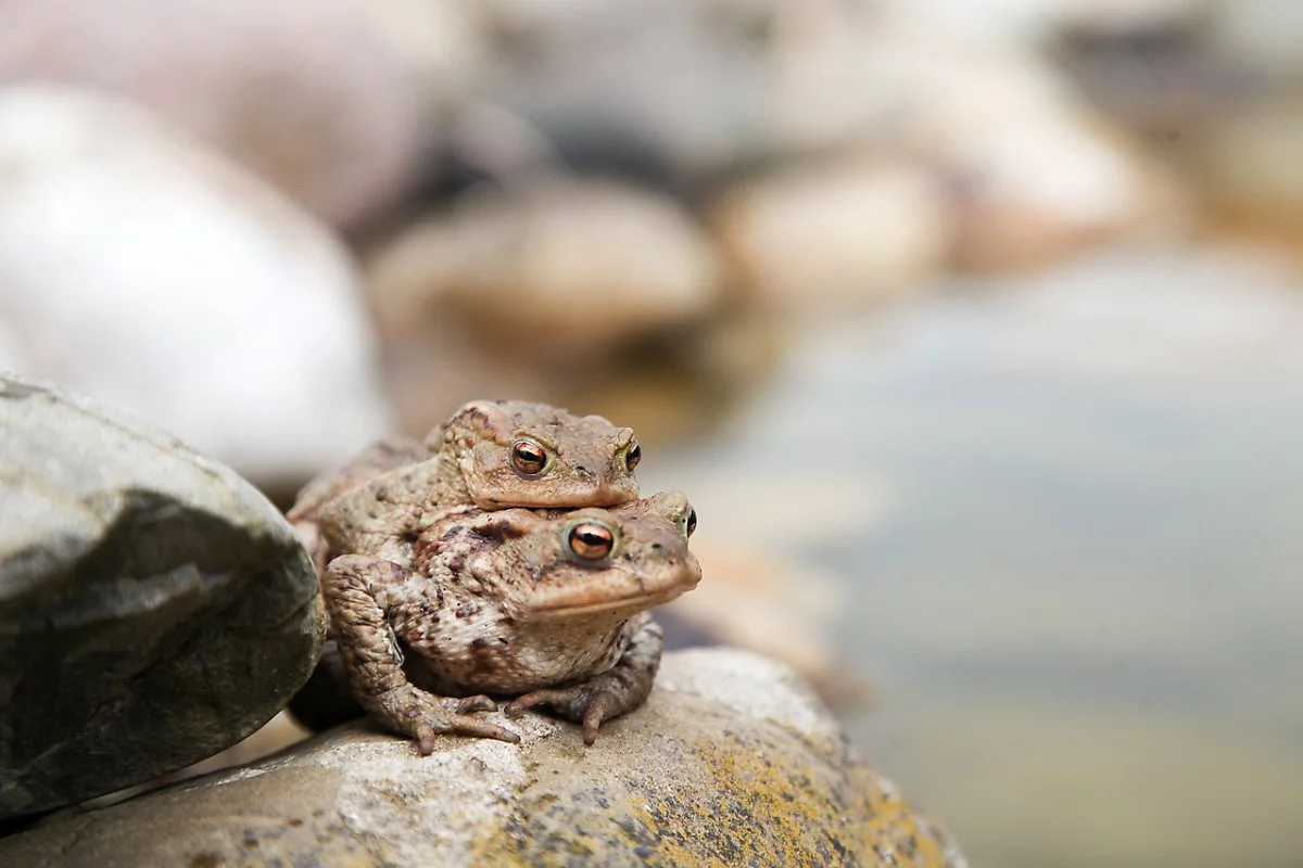 toads-2132753_1280.jpg?type=w1200