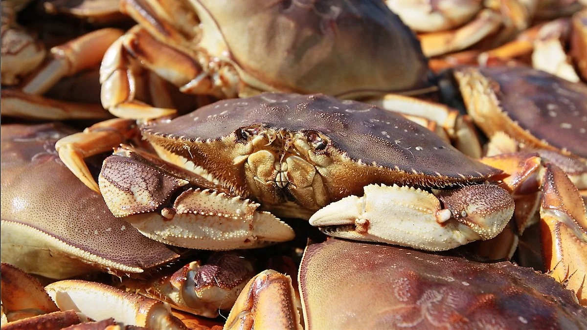 dungeness-crab.jpg?type=w1200