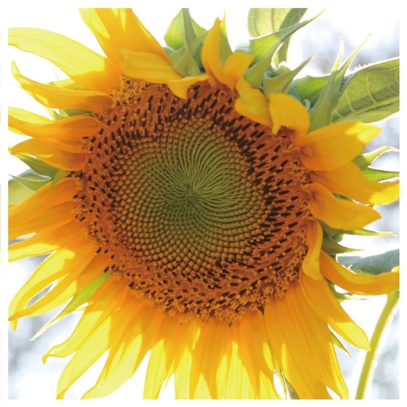 KakaoTalk_20160808_114659111.jpg?type=w1200