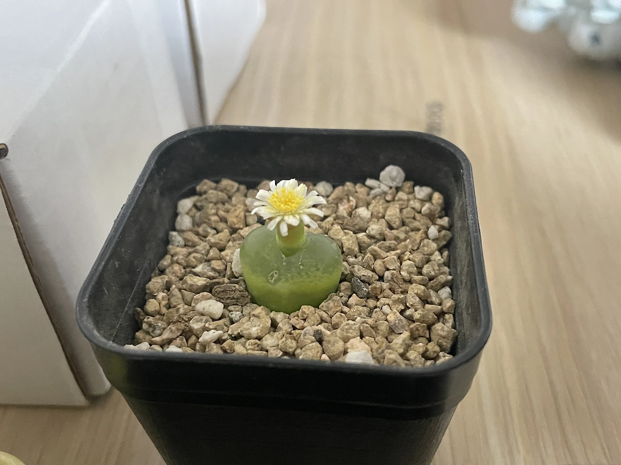 654486c9dfb7d.jpg?imgSeq=7779