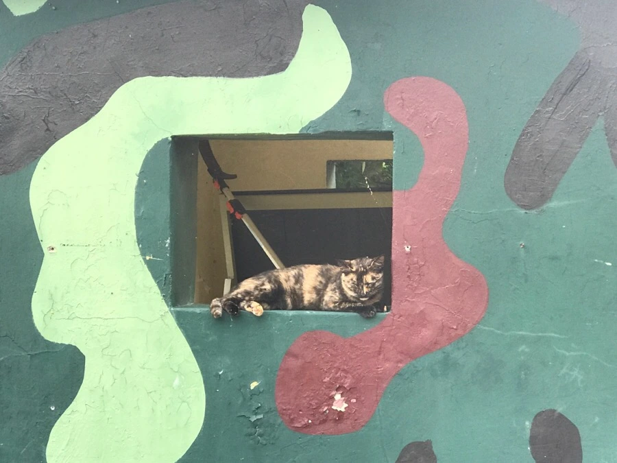 IMG_8251.jpg?type=w966