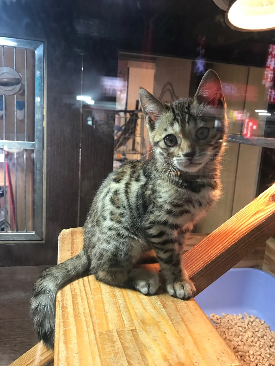 IMG_2013.jpg?type=w966