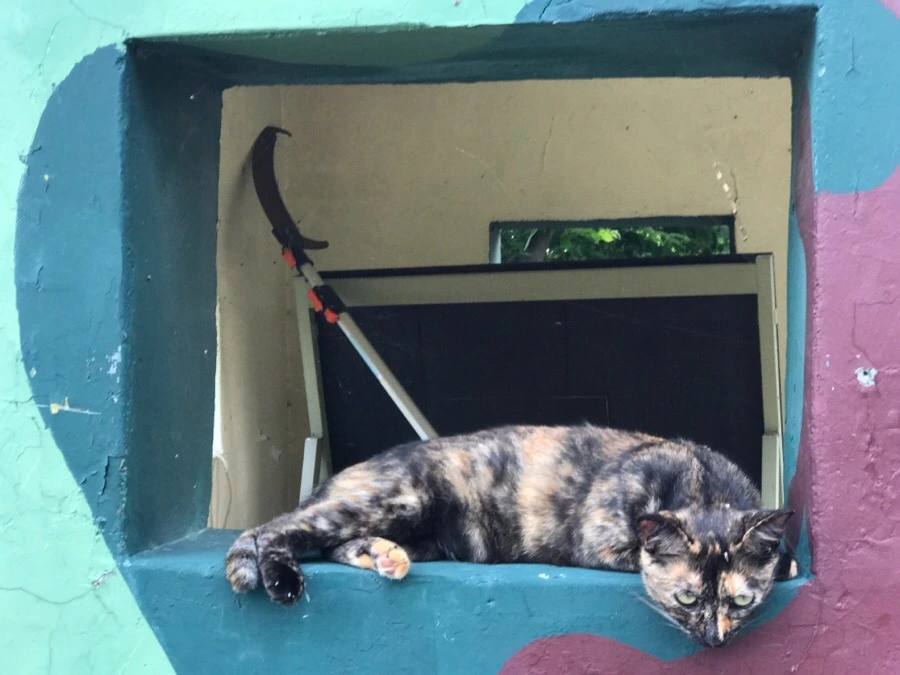 IMG_8252.jpg?type=w966