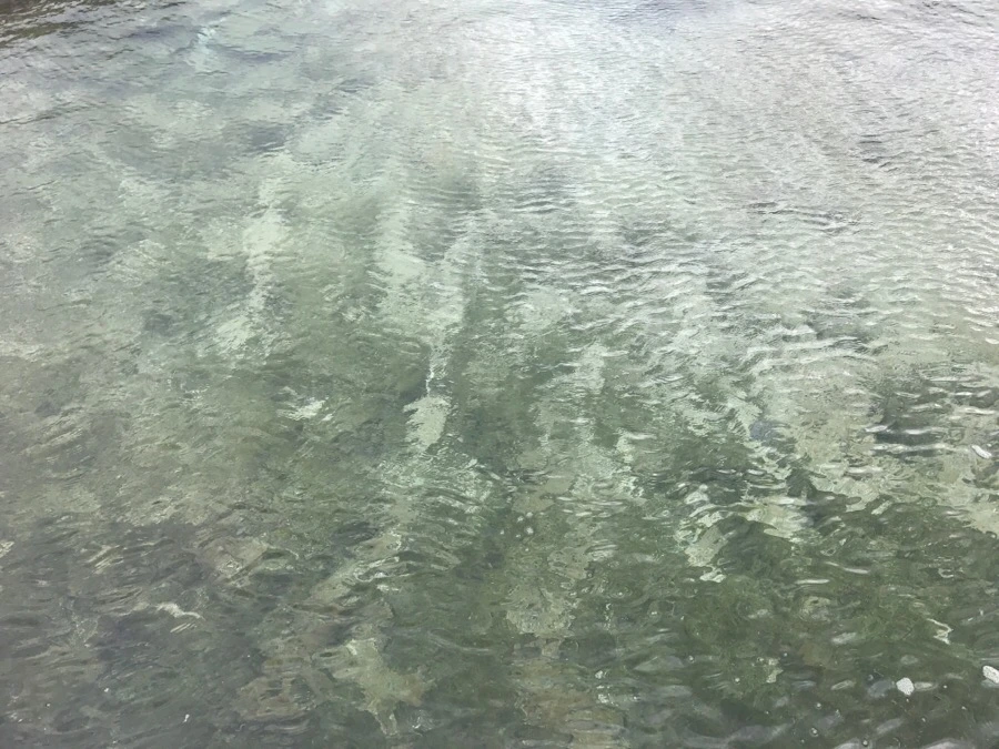 IMG_1558.jpg?type=w966