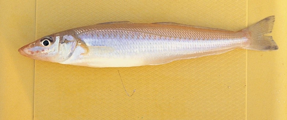 download.jpeg?type=w966