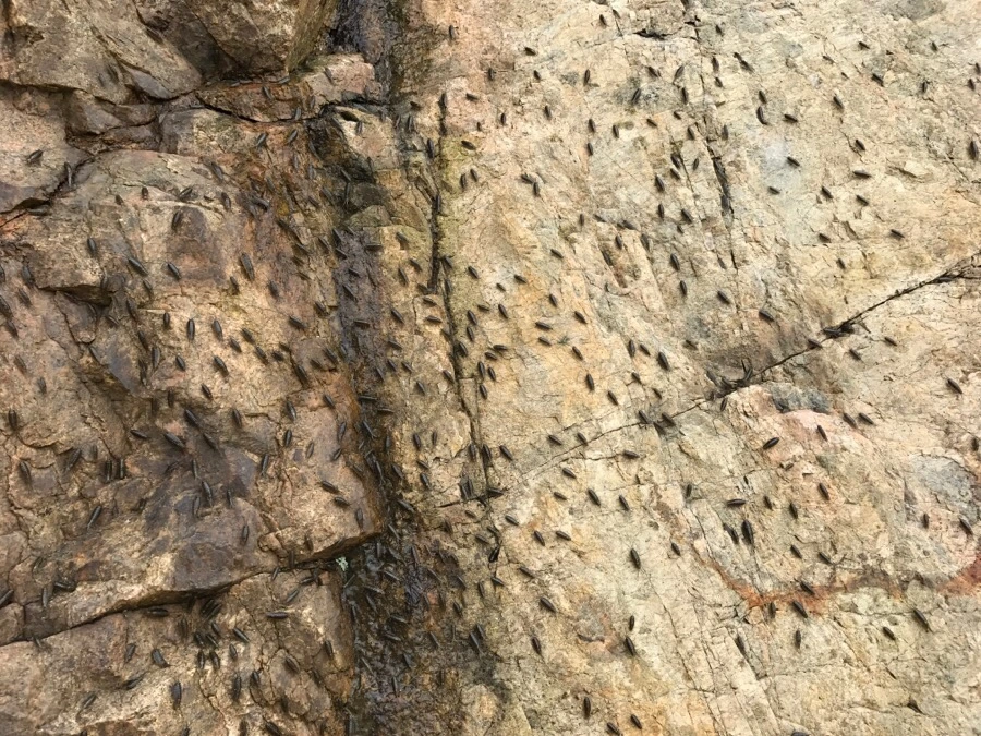 IMG_8439.jpg?type=w966