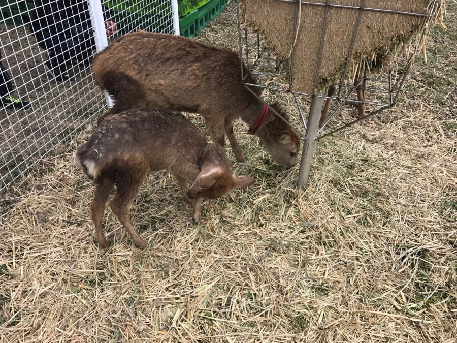 IMG_0078.jpg?type=w966