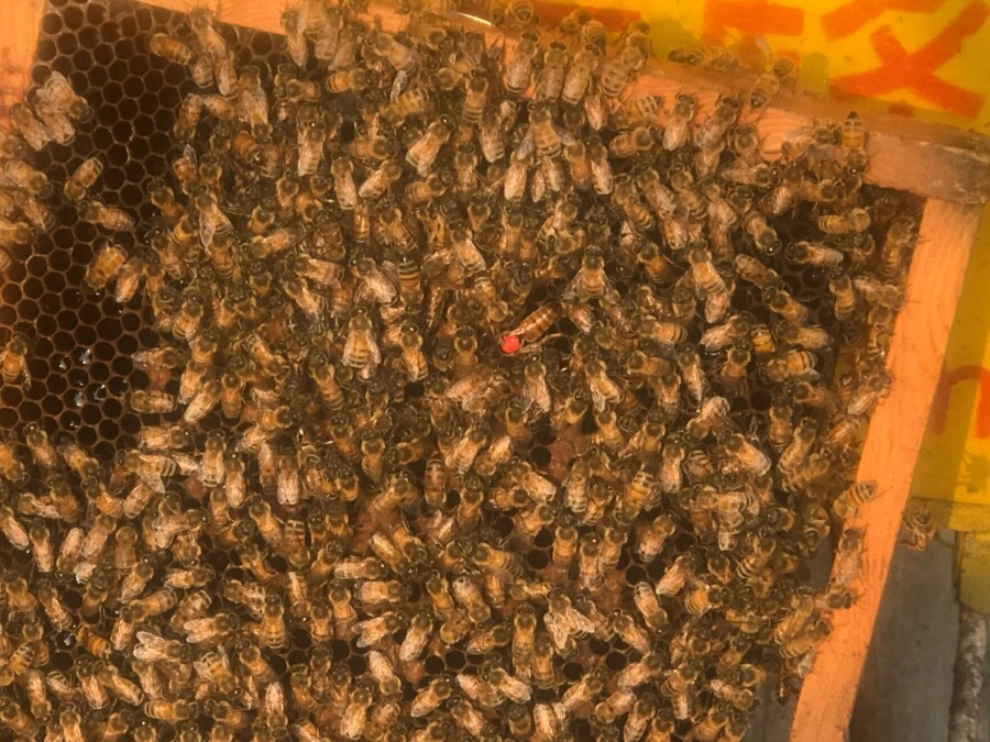 IMG_3012.jpg?type=w966