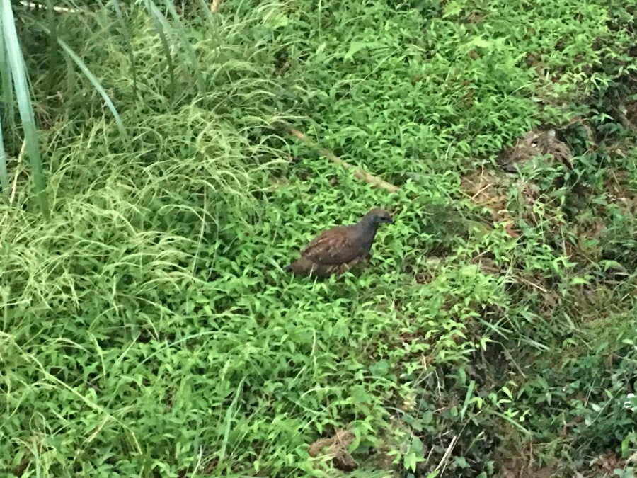 IMG_5415.JPG?type=w966