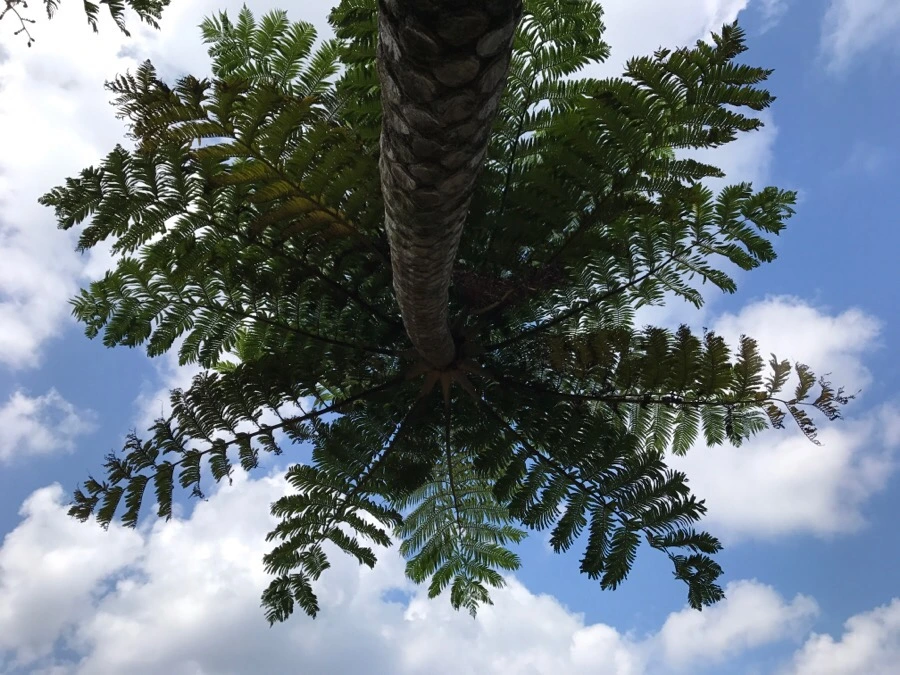 IMG_3707.jpg?type=w966