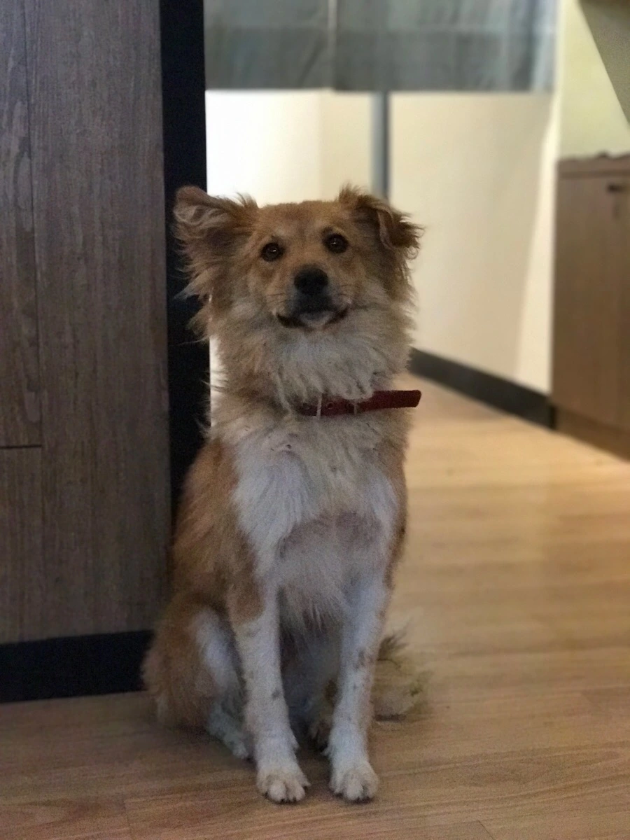 IMG_8231.jpg?type=w966