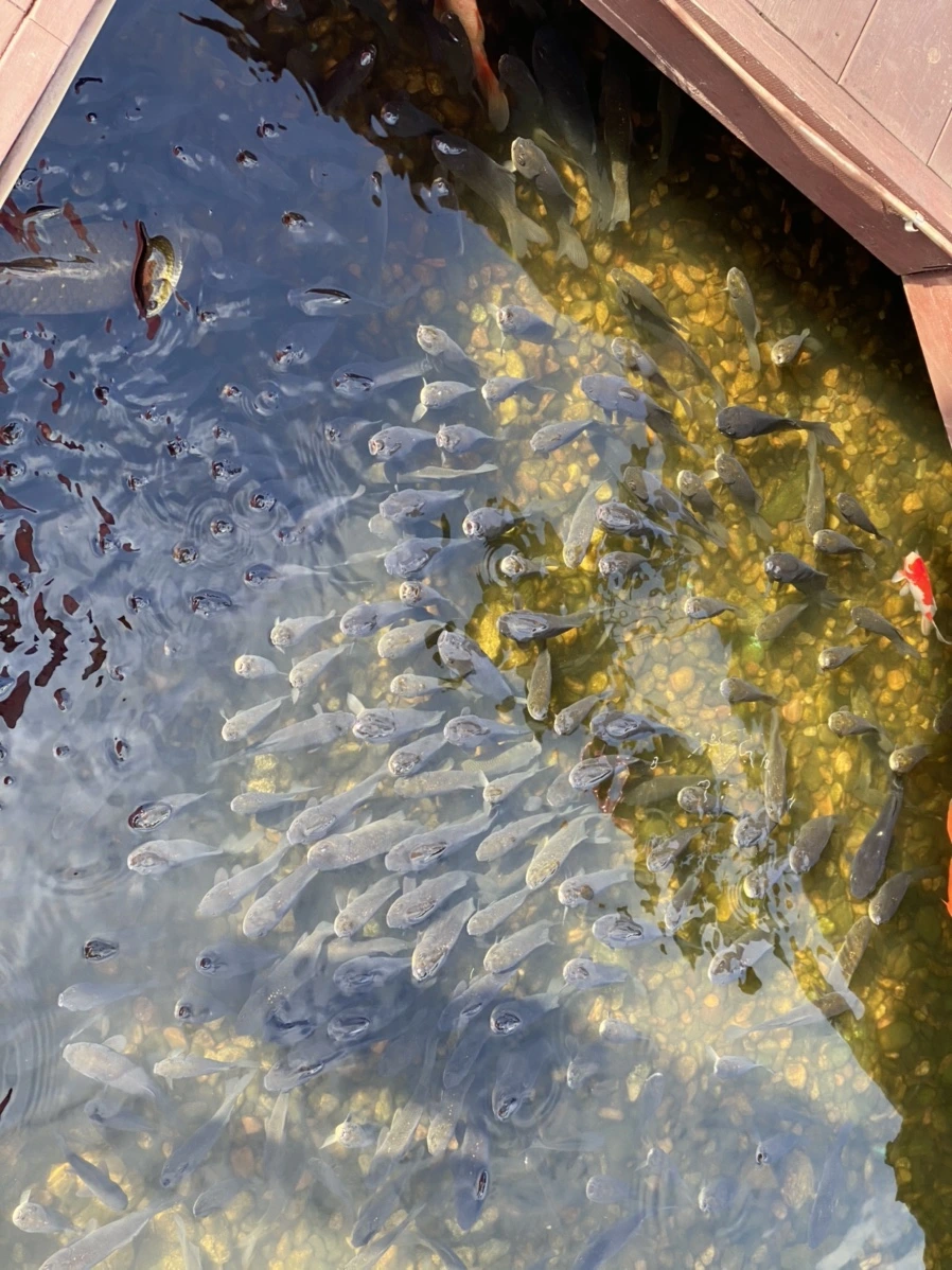 IMG_1509.jpg?type=w1