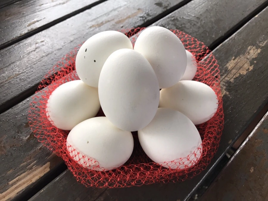 IMG_1939.jpg?type=w966