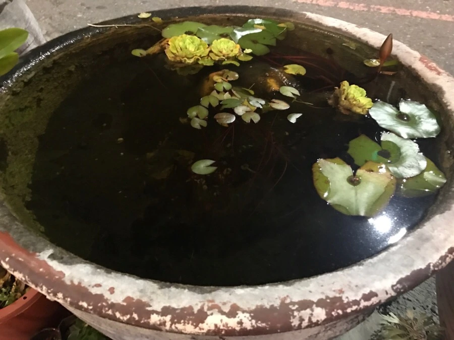 IMG_2020.jpg?type=w966