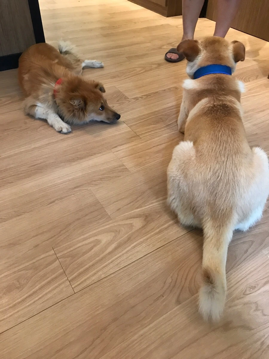 IMG_8237.jpg?type=w966