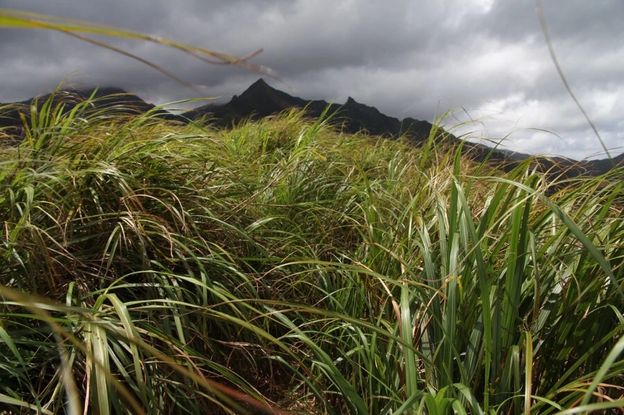 IMG_5291.JPG?type=w1